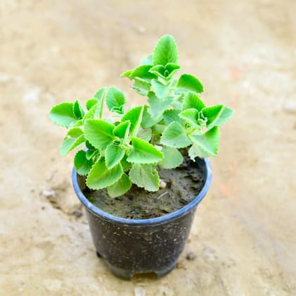 Buy Ajwain Plant in 6 Inch Nursery Pot Online | Urvann.com