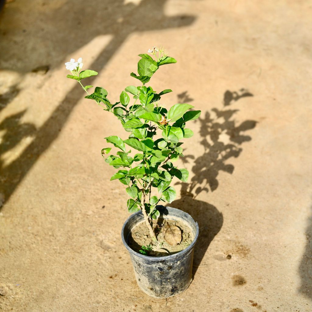 Mogra in 6 Inch Nursery Pot