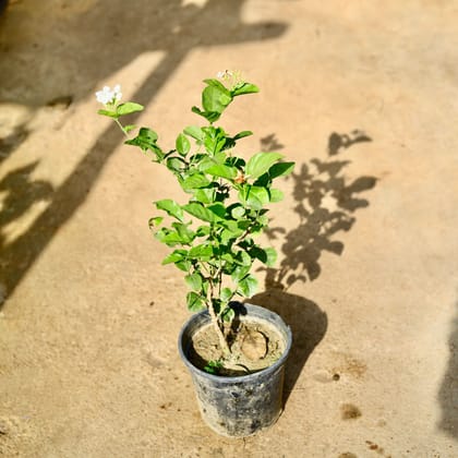 Buy Mogra in 6 Inch Nursery Pot Online | Urvann.com