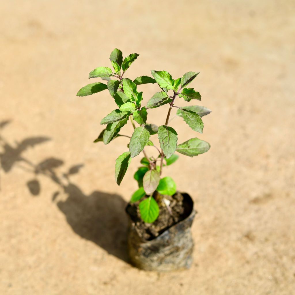 Shyama Tulsi in 4 Inch Nursery Bag