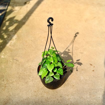 Buy Money Plant Green in 8 Inch Black Hanging Basket Online | Urvann.com