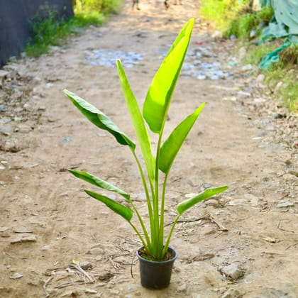 Buy Traveller Palm (~ 3 Ft) in 10 Inch Nursery Pot Online | Urvann.com