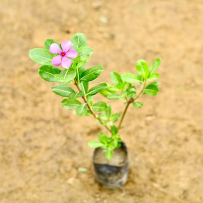 Buy Periwinkle / Sadabahar / Vinca (Any Colour) (~ 1 Ft) in 5 Inch Nursery Bag Online | Urvann.com