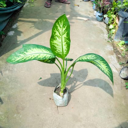 Buy Dieffenbachia (~ 1.5 Ft) in 7 Inch Nursery Bag Online | Urvann.com