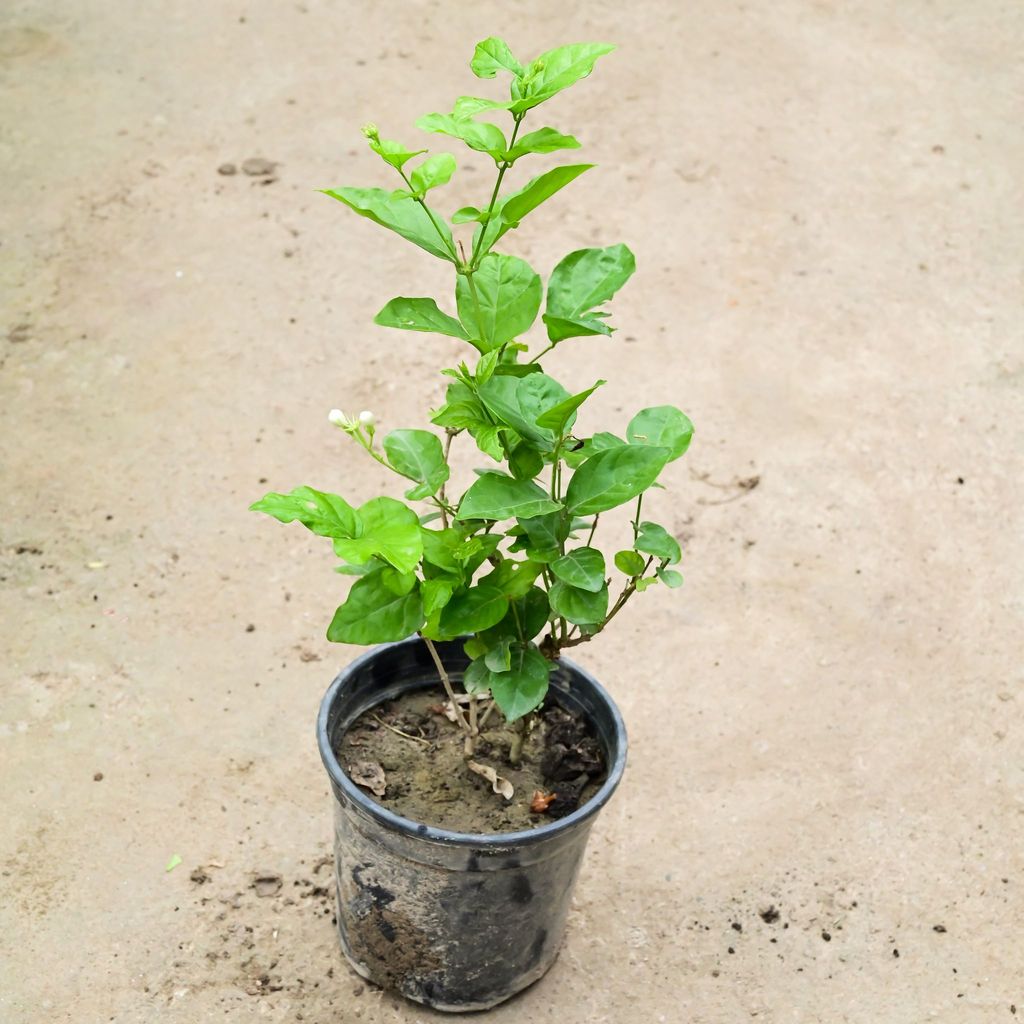 Motia / Jasmine (Bushy) in 6 Inch Nursery Pot