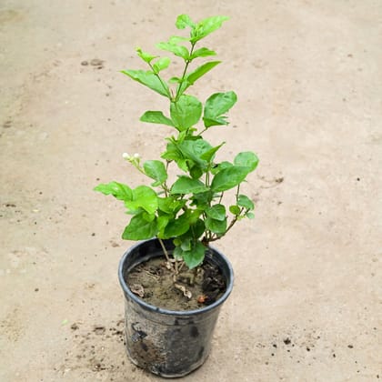 Buy Motia / Jasmine (Bushy) in 6 Inch Nursery Pot Online | Urvann.com