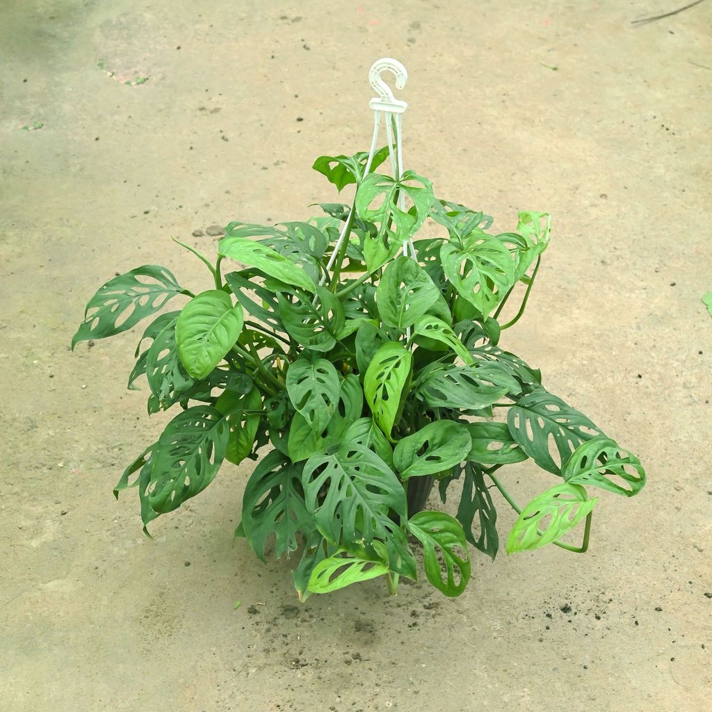 Monstera Broken Heart in 8 Inch Black Hanging Basket