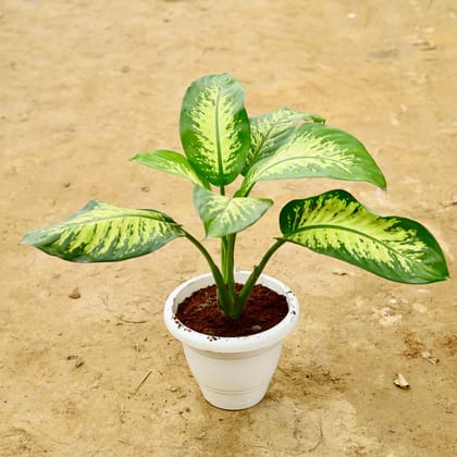 Buy Dieffenbachia Seguine in 10 Inch White Classy Plastic Pot Online | Urvann.com