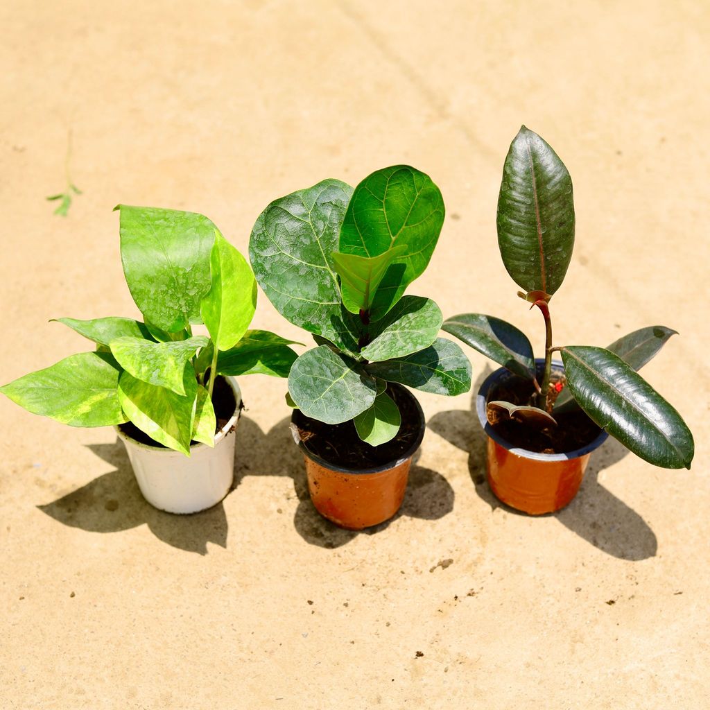 Set of 3 - Fiddle Leaf Fig / Ficus Lyrata,Rubber green & Money plant green in 4 Inch Nursery Pot