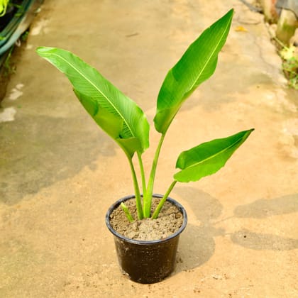 Buy Traveller Palm in 10 Inch Nursery Pot Online | Urvann.com