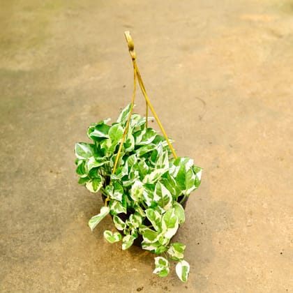 Buy Money Plant Njoy in 8 Inch Black Hanging Basket Online | Urvann.com