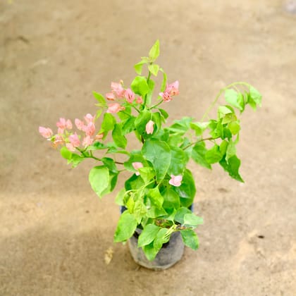 Buy Bougainvillea Pink in 6 Inch Nursery Pot Online | Urvann.com