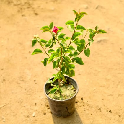 Buy Bougainvillea Red in 6 Inch Nursery Pot Online | Urvann.com