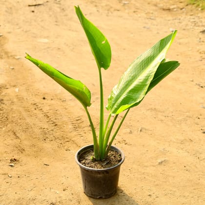 Buy Traveller Palm (~ 2 Ft) in 10 Inch Nursery Pot Online | Urvann.com