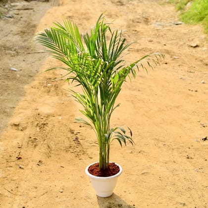 Buy Areca Palm (~ 4 Ft) in 10 Inch White Classy Plastic Pot Online | Urvann.com