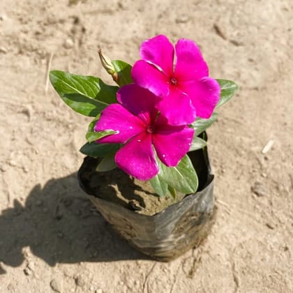 Periwinkle / Vinca / Sadabahar Dark Pink in 4 Inch Nursery Bag