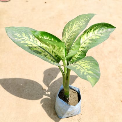 Buy Dieffenbachia Seguine in 8 Inch Nursery Bag Online | Urvann.com