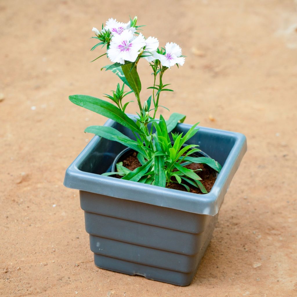 Dianthus (Any Colour)  in 6 Inch Grey Premium Orchid Square Plastic Pot