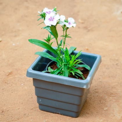 Buy Dianthus (Any Colour) in 6 Inch Grey Premium Orchid Square Plastic Pot Online | Urvann.com