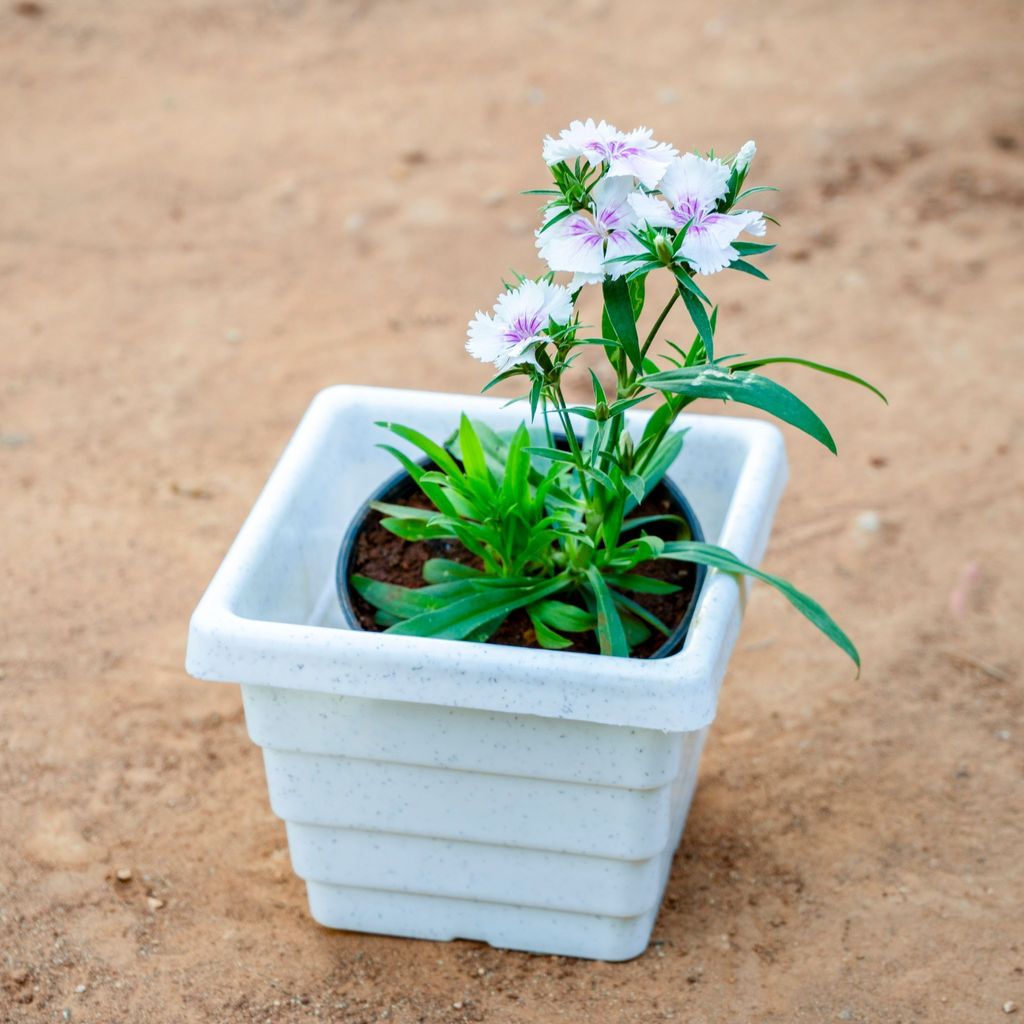 Dianthus (Any Colour)  in 6 Inch White Marble Premium Orchid Square Plastic Pot