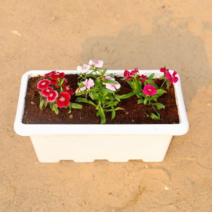 Buy Set of 3 - Dianthus (any colour) in 17 Inch White Rectangular Window Plastic Planter Online | Urvann.com