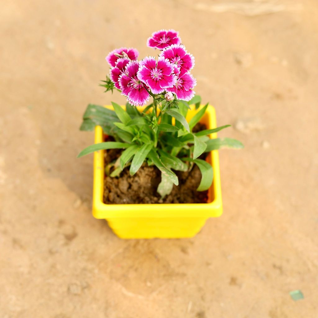 Dianthus (Any Colour)  in 4 Inch Yellow Premium Orchid Square Plastic Pot