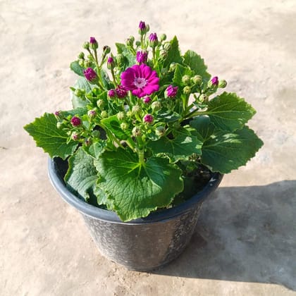 Cineneria (Any Colour) in 5 Inch Nursery Pot