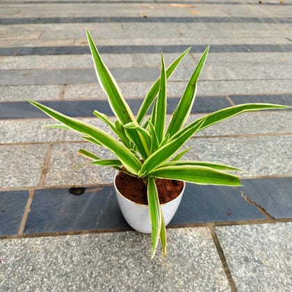 Buy Spider  in 4 Inch White Premium Orchid Round Plastic Pot Online | Urvann.com