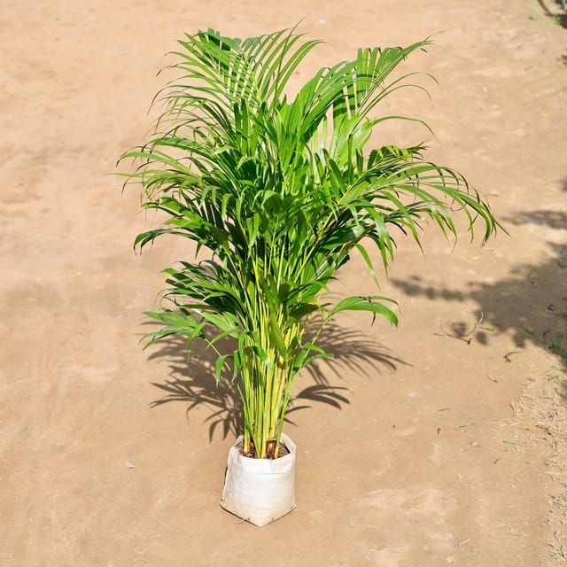 Areca Palm Indoor (~ 2.5-3 Ft) in 5 Inch Nursery Bag