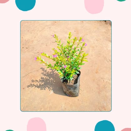 Free Gift - Cuphea / False Heather Pink in 3 Inch Nursery Bag - Flash Sale