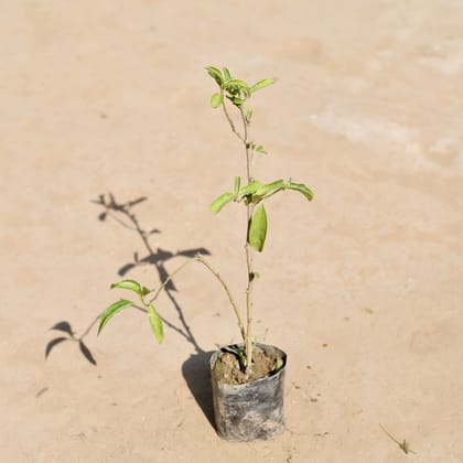 Raat Ki Rani / Night Blooming Jasmine (~ 1 Ft) in 3 inch Nursery Bag