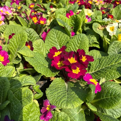 Prime Rosea / Primula (any colour) in 4 Inch Nursery Bag