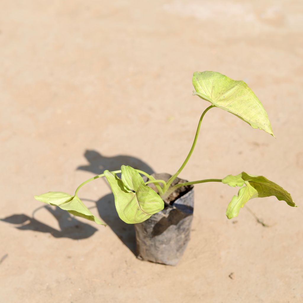 Syngonium Yellow in 4 Inch Nursery Bag