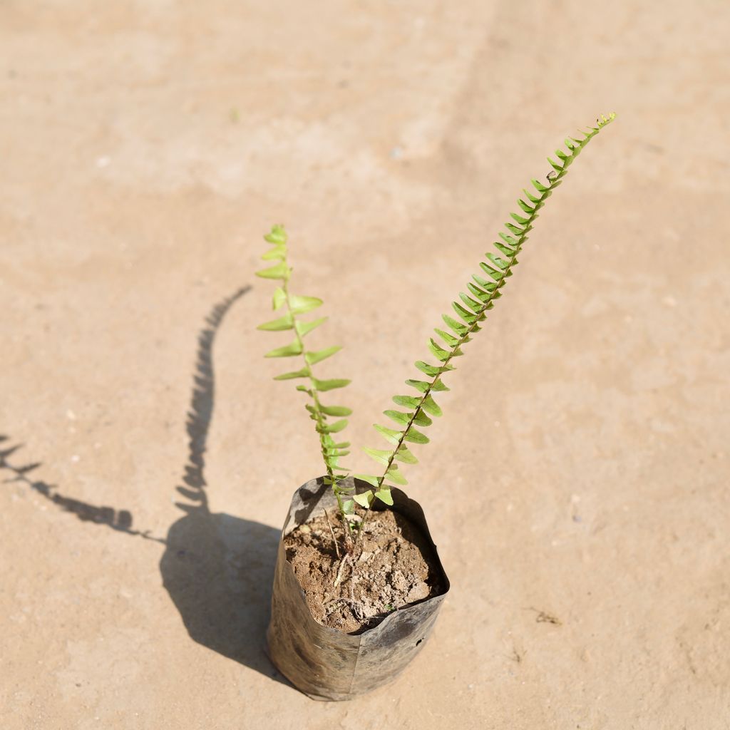 Fern Green in 3 Inch Nursery Bag