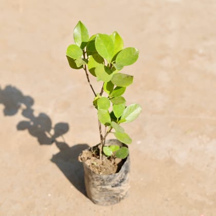 Ficus Long Island in 3 Inch Nursery Bag