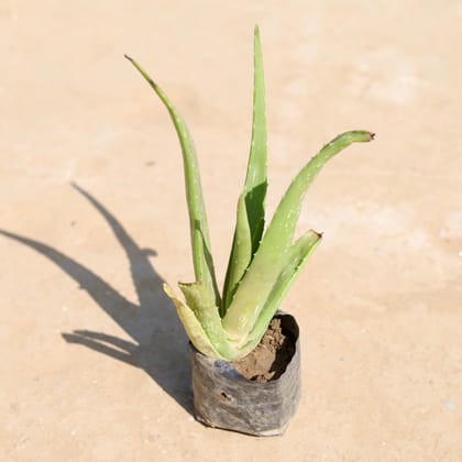 Aloe Vera in 3 Inch Nursery Bag