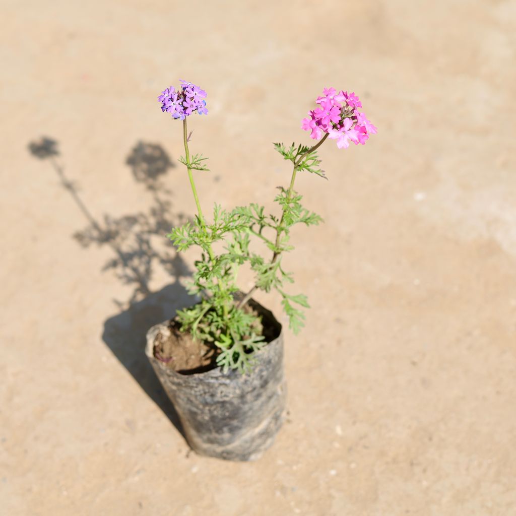 Verbena Desi (any colour) in 3 Inch Nursery Bag