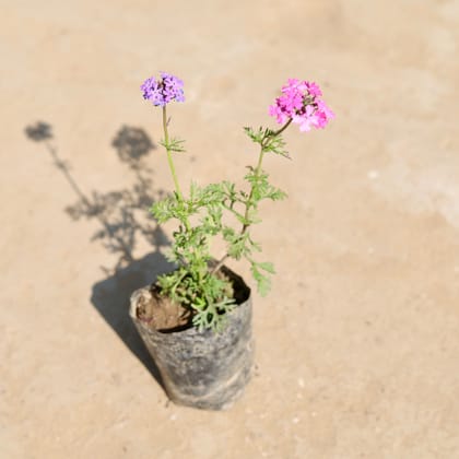 Free Gift - Verbena Desi (any colour) in 3 Inch Nursery Bag - Flash Sale