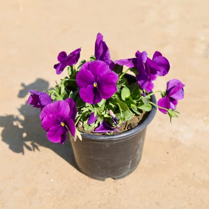 Pansy (any colour) in 5 Inch Nursery Pot