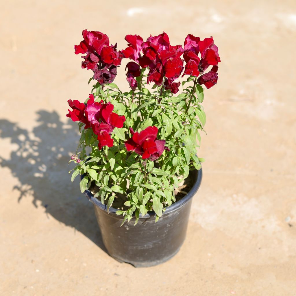 Antirrhinum Majus (Snapdragon) / Dog Flower (any colour) in 5 Inch Nursery Pot