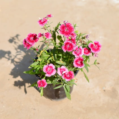 Dianthus (any colour) in 5 Inch Nursery Pot