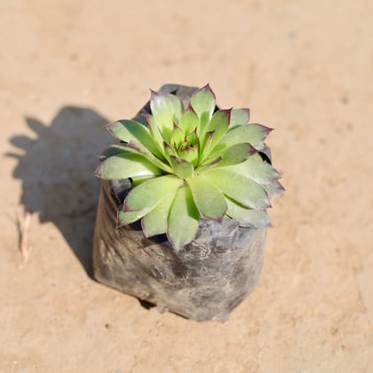 Lakshmi Kamal Succulent in 3 inch Nursery Bag