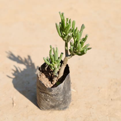 Crassula Gollum Bonsai Succulent in 3 Inch Nursery Bag