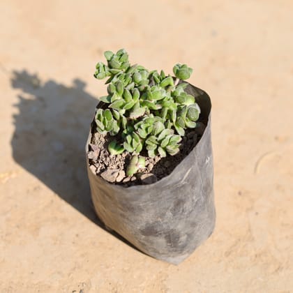 Crassula David Succulent in 3 Inch Nursery Bag