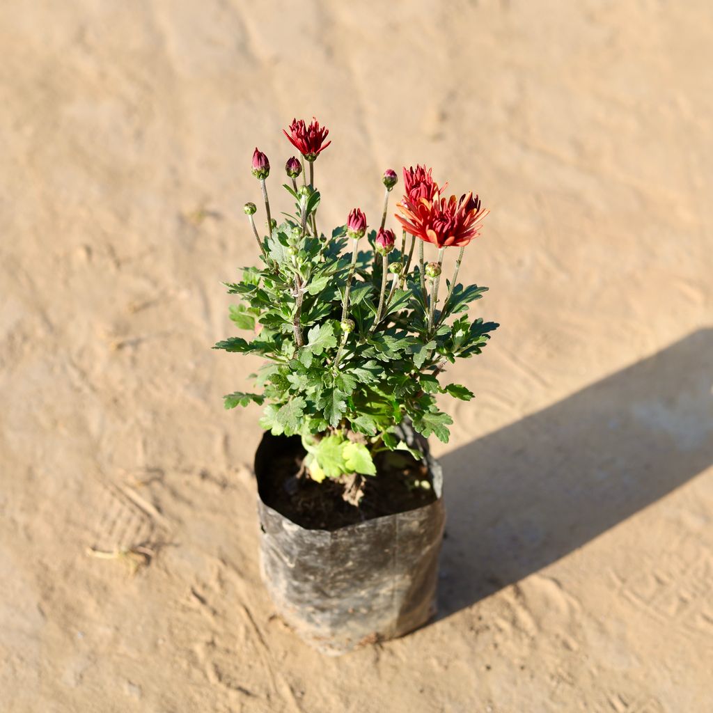 Chrysanthemum / Guldawari / Guldaudi (any colour) in 4 Inch Nursery Bag