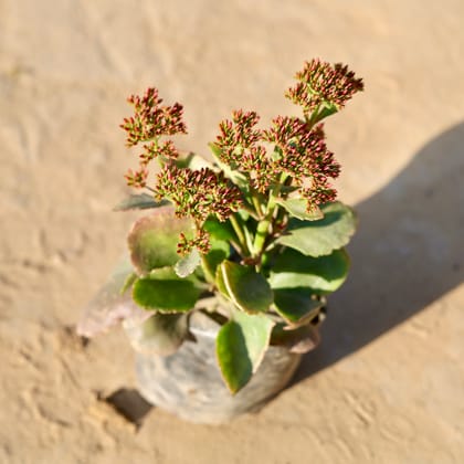 Kalanchoe Desi in 5 inch Nursery Bag