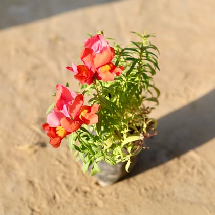 Antirrhinum Majus / Dog Flower (any colour) in 4 Inch Nursery Bag