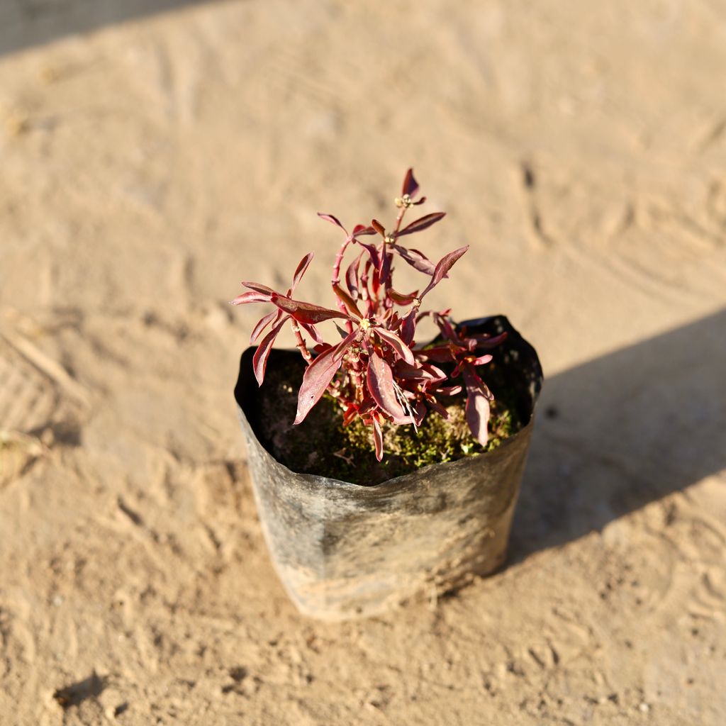 Alternanthera Red in 3 inch Nursery Bag