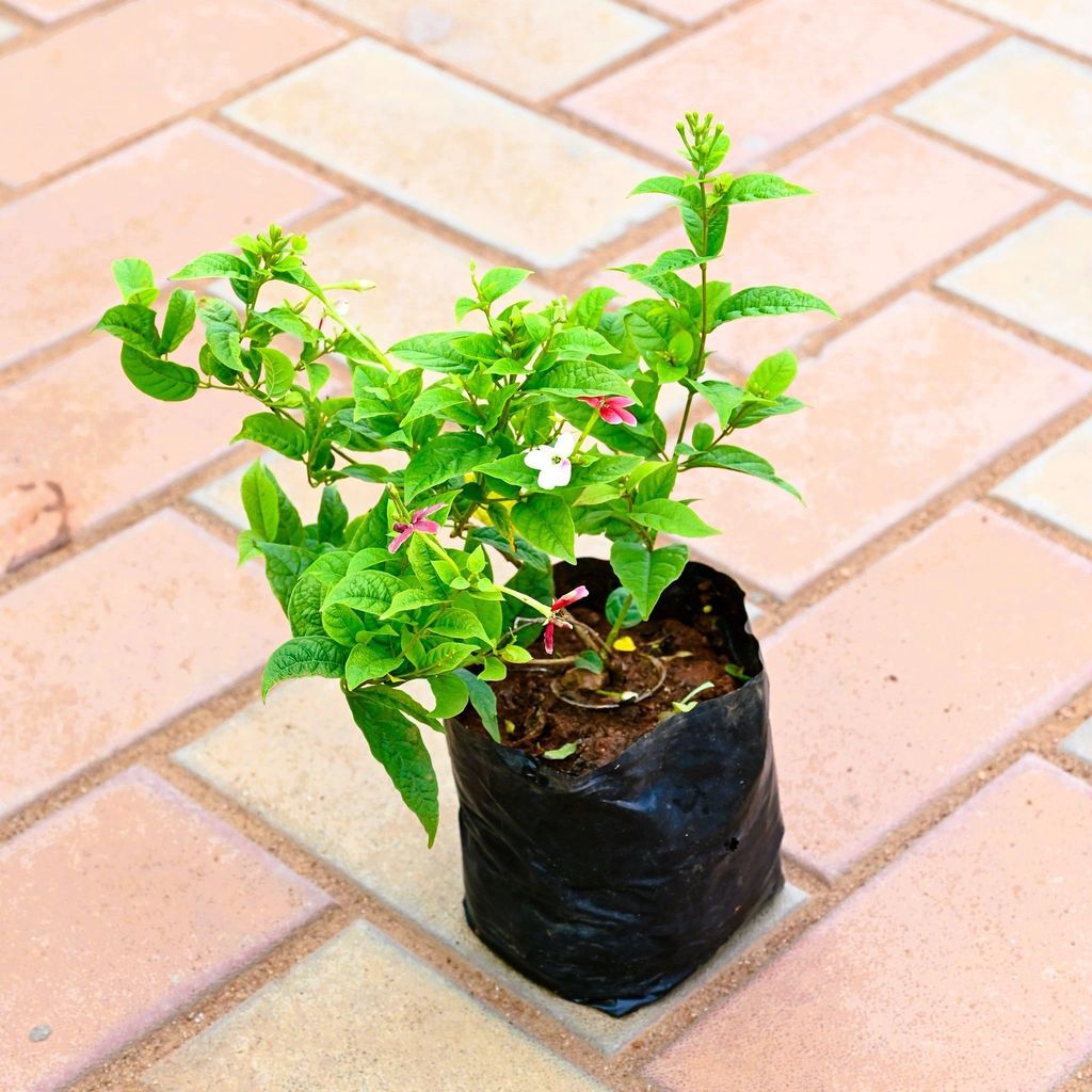 Madhu Malti / Rangoon Creeper (any colour) in 4 Inch Nursery Bag