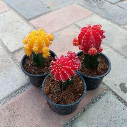 Buy Set of 3 - Moon Cactus (Orange, Yellow & Red) in 3 Inch Plastic Pot Online | Urvann.com